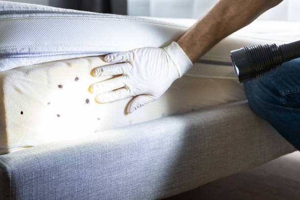 Best Wasp Removal Services  in Wadsworth, OH