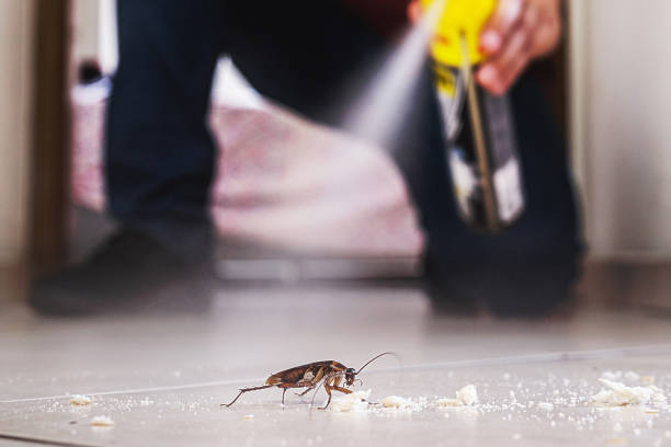 Best Wasp Removal Services  in Wadsworth, OH